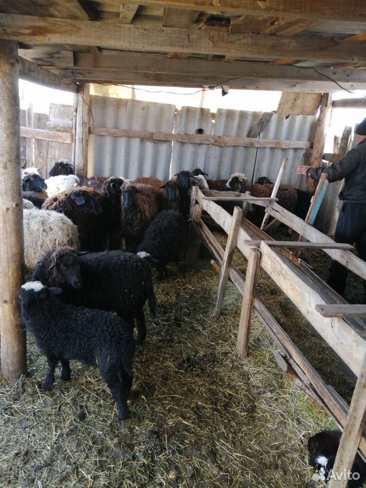 Овцы породистые купить на Зозу.ру - фотография № 5