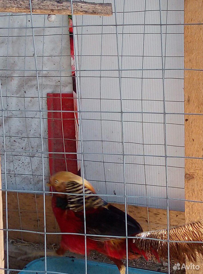 Яйцо инкубационное фазана красное золото купить на Зозу.ру - фотография № 2