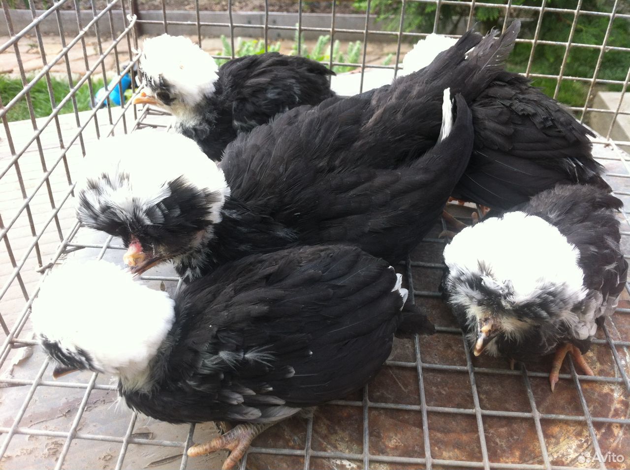 Голландские белохохлые цыплята купить на Зозу.ру - фотография № 2