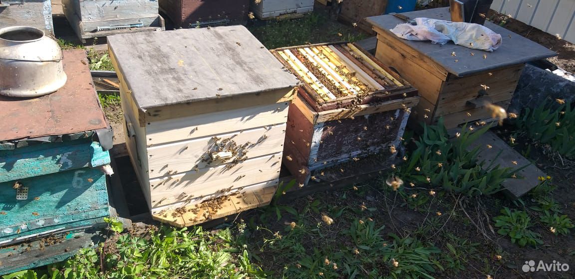 Пчёлы. Пчёло семьи купить на Зозу.ру - фотография № 4
