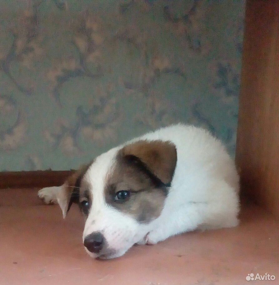 авито йошкар ола собаки. шпиц йошкар ола. отдам собачку йошкар-ола. авито йошкар ола собаки. авито йошкар ола щенки.