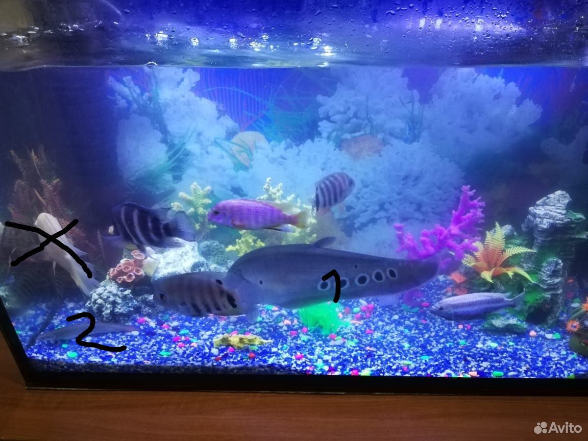 Хищные рыбки в аквариум купить на Зозу.ру - фотография № 1