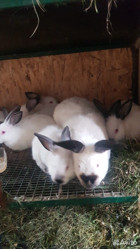 Кролики разных пород купить на Зозу.ру - фотография № 6