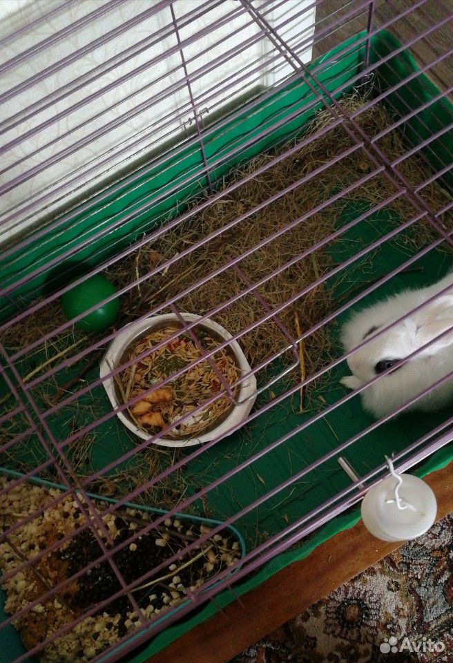 Продам кролика с клеткой купить на Зозу.ру - фотография № 2