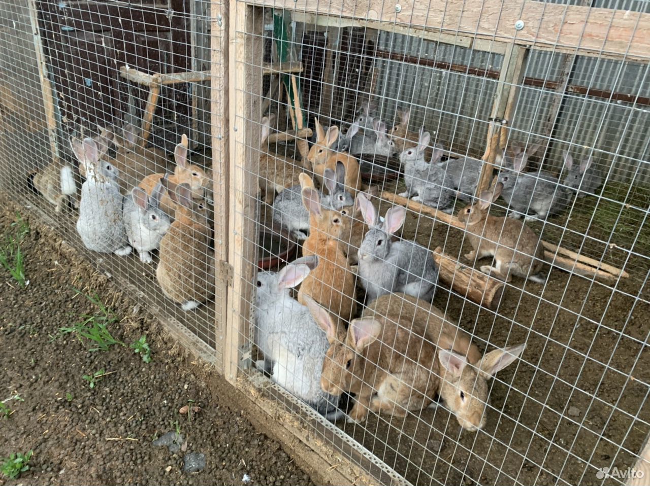 Кролики,крольчатина купить на Зозу.ру - фотография № 1