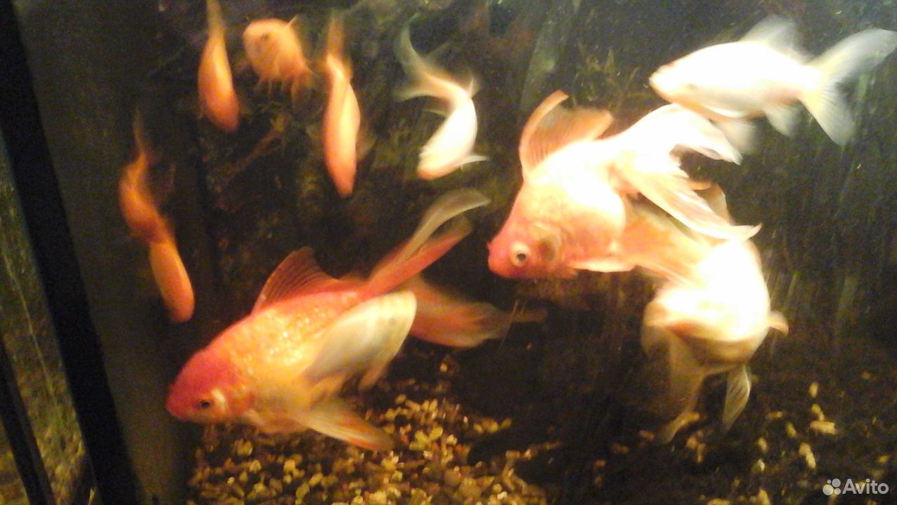 Рыбки золотые в большой аквариум купить на Зозу.ру - фотография № 1