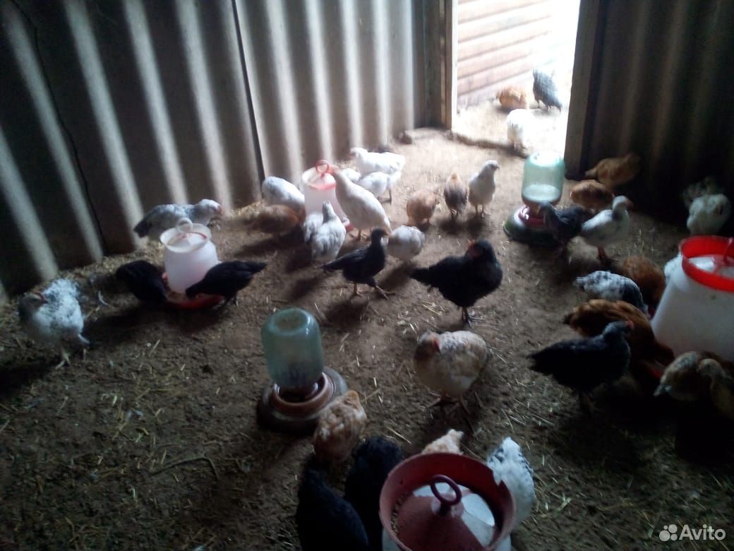 Цыплята двух недельные,и 1.5 месяцные купить на Зозу.ру - фотография № 2