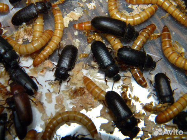 Личинка жуки и жуки Мучного хруща (Tenebrio molito купить на Зозу.ру - фотография № 1