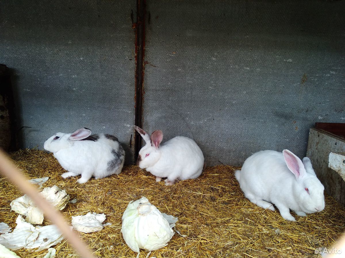 Кролики на доращивание еду и на племя купить на Зозу.ру - фотография № 3