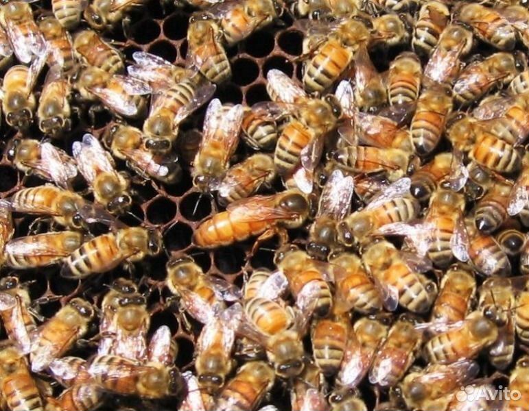 Фото матки пчел бакфаст