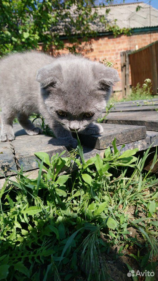 Породистый Шотландский котик купить на Зозу.ру - фотография № 1