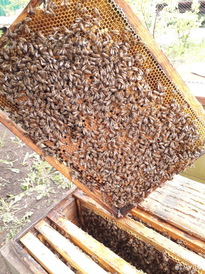 Пчелосемьи дадан в г. Богучар купить на Зозу.ру - фотография № 5