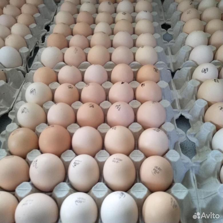 Яйцо инкубационное на 1 июня в Благовещенске купить на Зозу.ру - фотография № 1