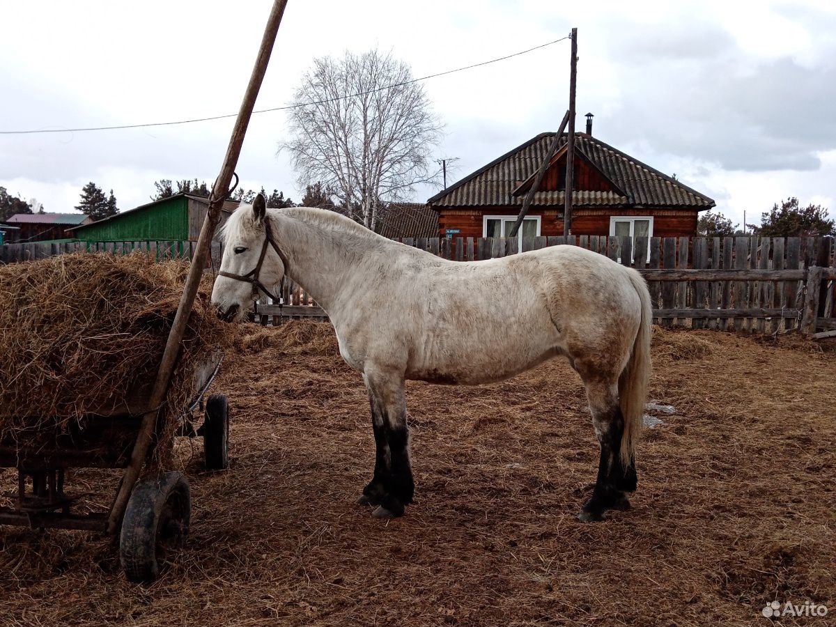 Лошадь кобыла полукровка 6лет идёт переступью купить на Зозу.ру - фотография № 8