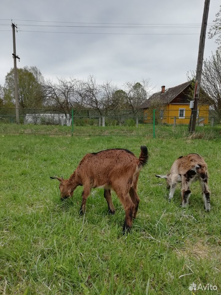 Козлята 3 мес купить на Зозу.ру - фотография № 4