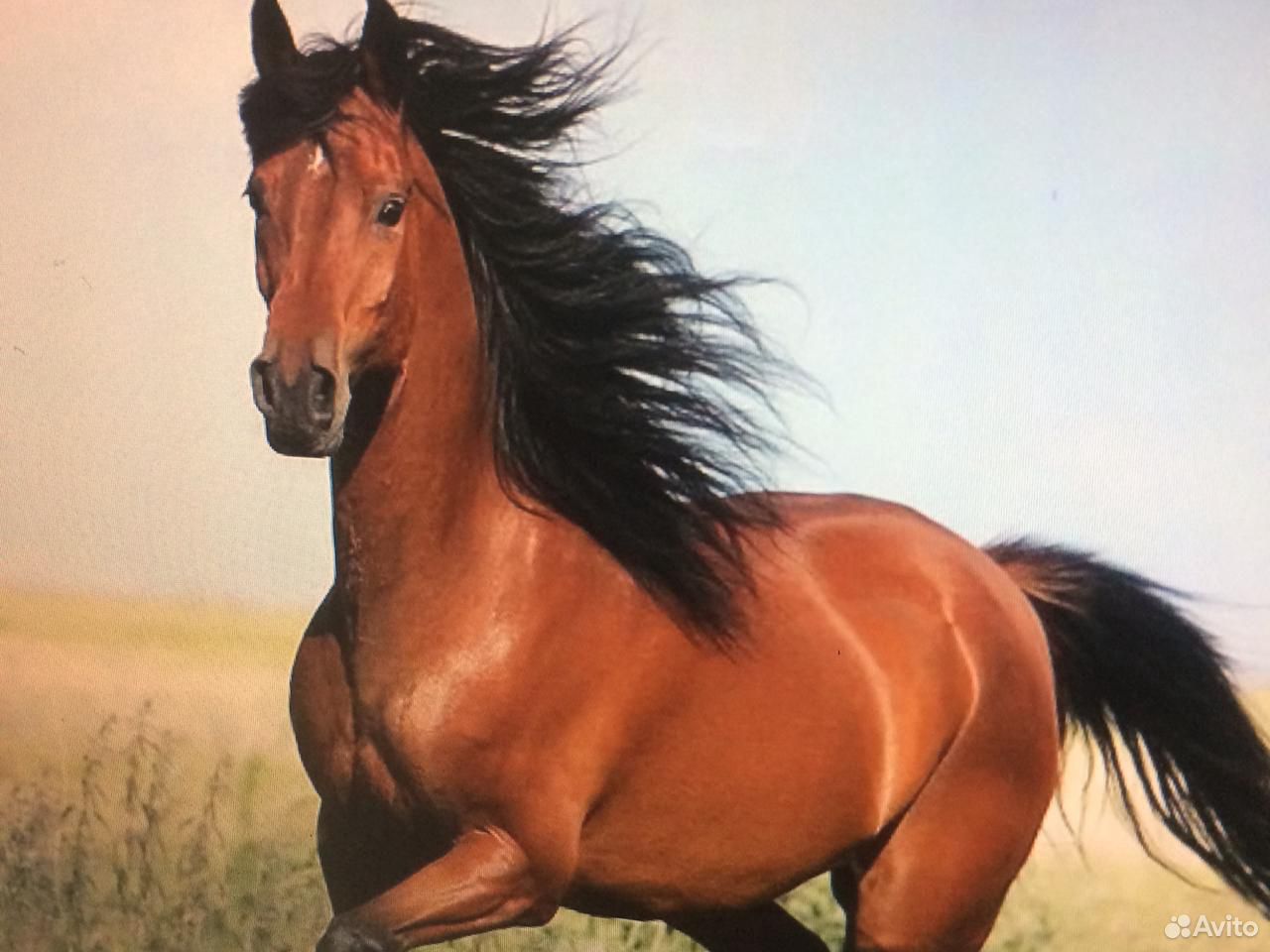 Продам лошадь с жеребенком купить на Зозу.ру - фотография № 1