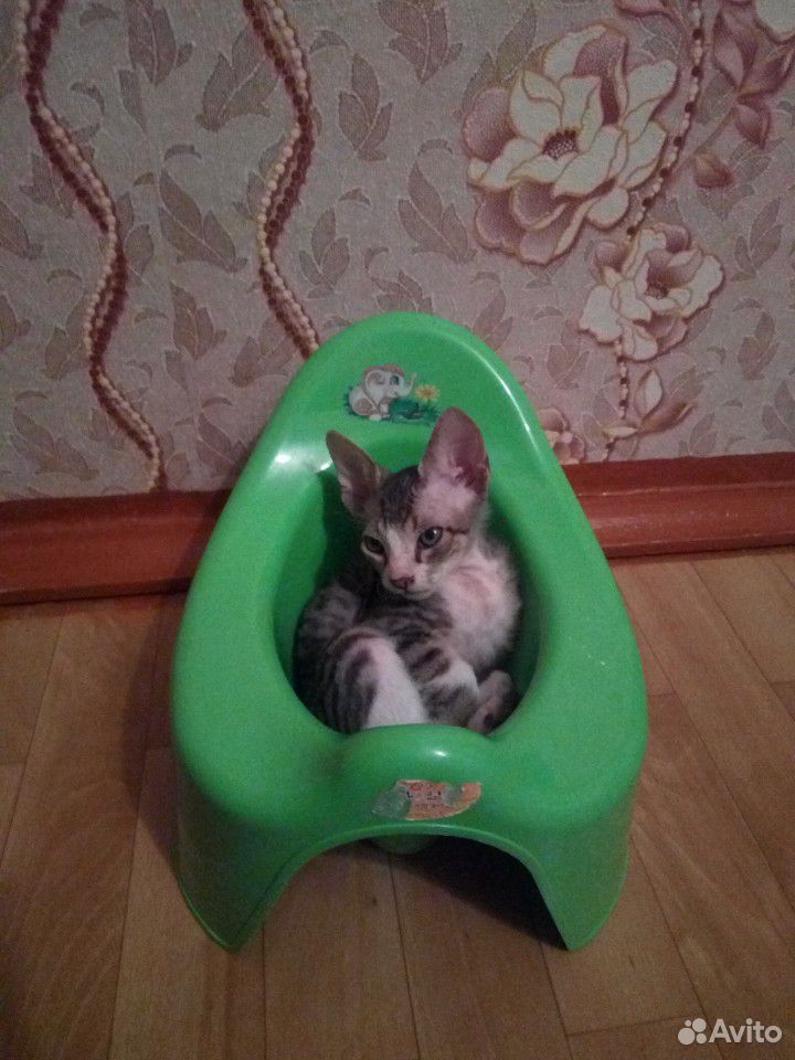 Продается кот Донской сфинкс купить на Зозу.ру - фотография № 1
