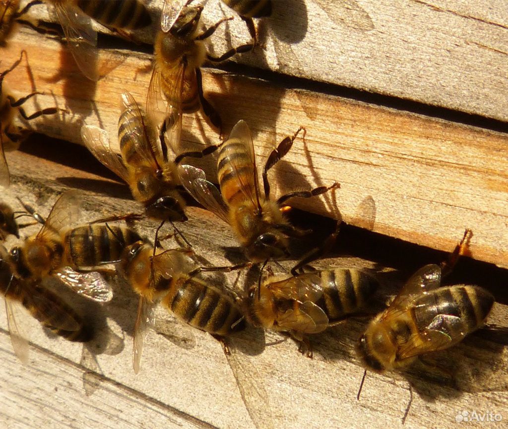 Продажа пчелосемей среднерусской породы купить на Зозу.ру - фотография № 3