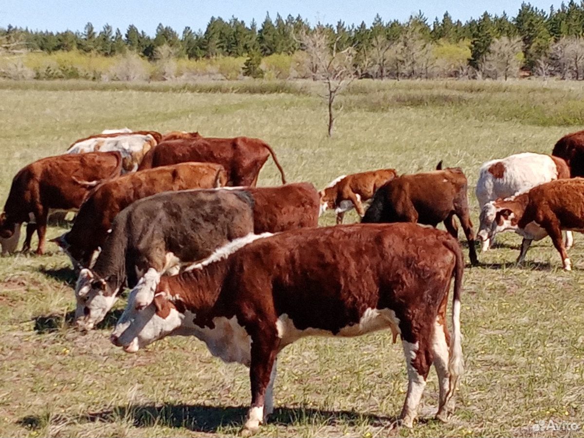 Продаются казахский белоголовые коровы с телятами купить на Зозу.ру - фотография № 4