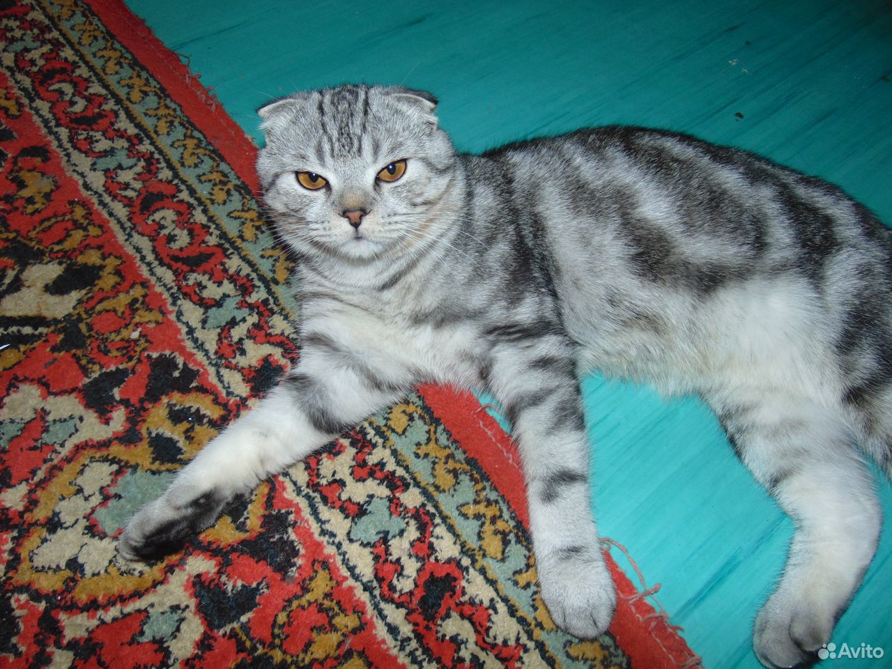 Британские котята купить на Зозу.ру - фотография № 4