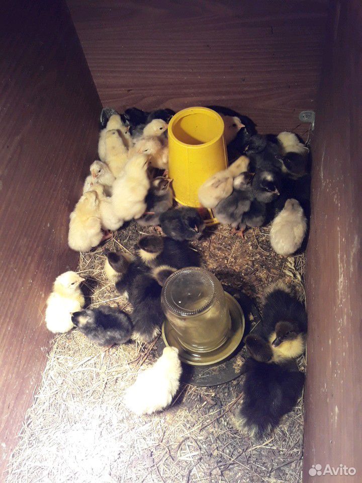 Цыплята недельные куры- несушки купить на Зозу.ру - фотография № 2