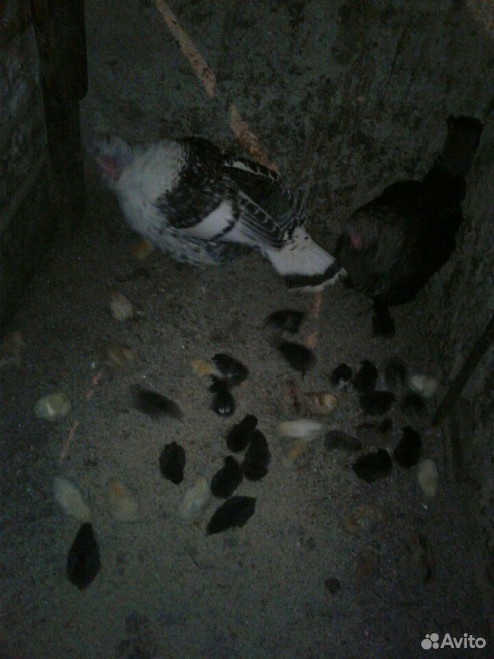 Индюшки с цыплятами купить на Зозу.ру - фотография № 2