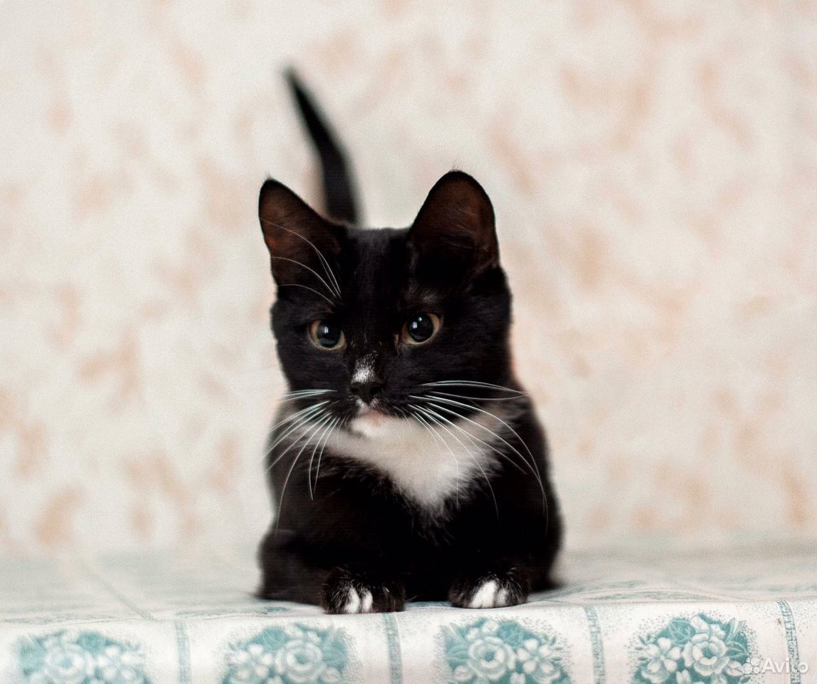 Кошка по имени лапа. Поиск кошка Рязань. Купить кошку в рязани
