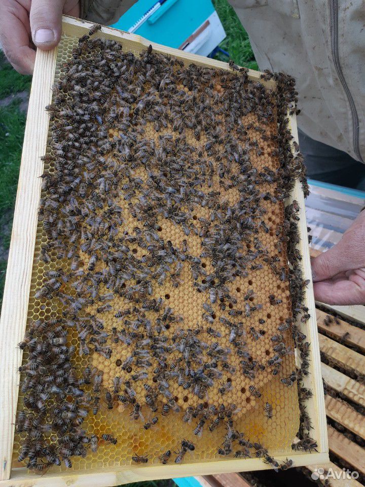 Пчеломатки бакфаст купить на Зозу.ру - фотография № 5