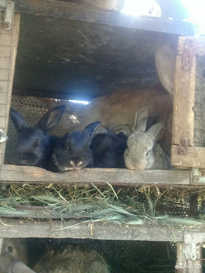 Кролики малышы купить на Зозу.ру - фотография № 2