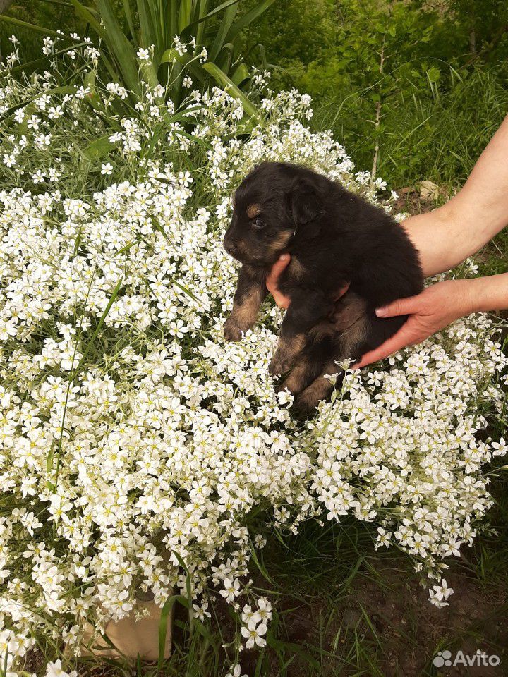 Собака щенки маленькой собаки купить на Зозу.ру - фотография № 2