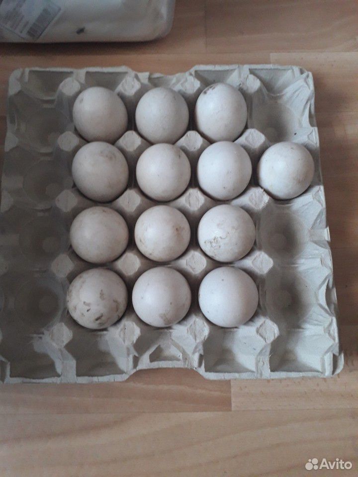 Яйца утки американская Каюга купить на Зозу.ру - фотография № 1