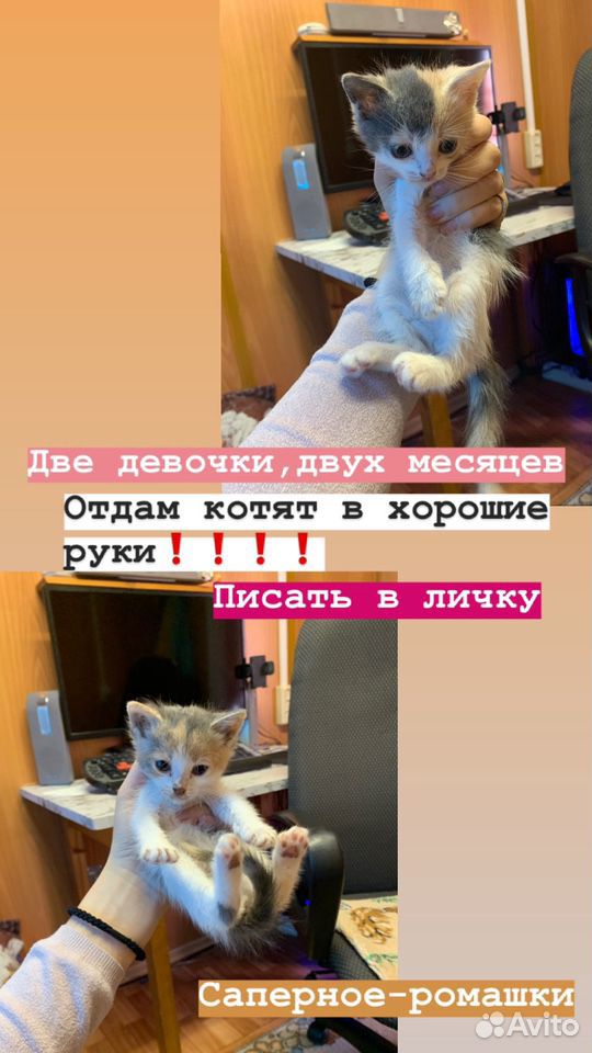 Отдам двух котят в добрые руки купить на Зозу.ру - фотография № 1