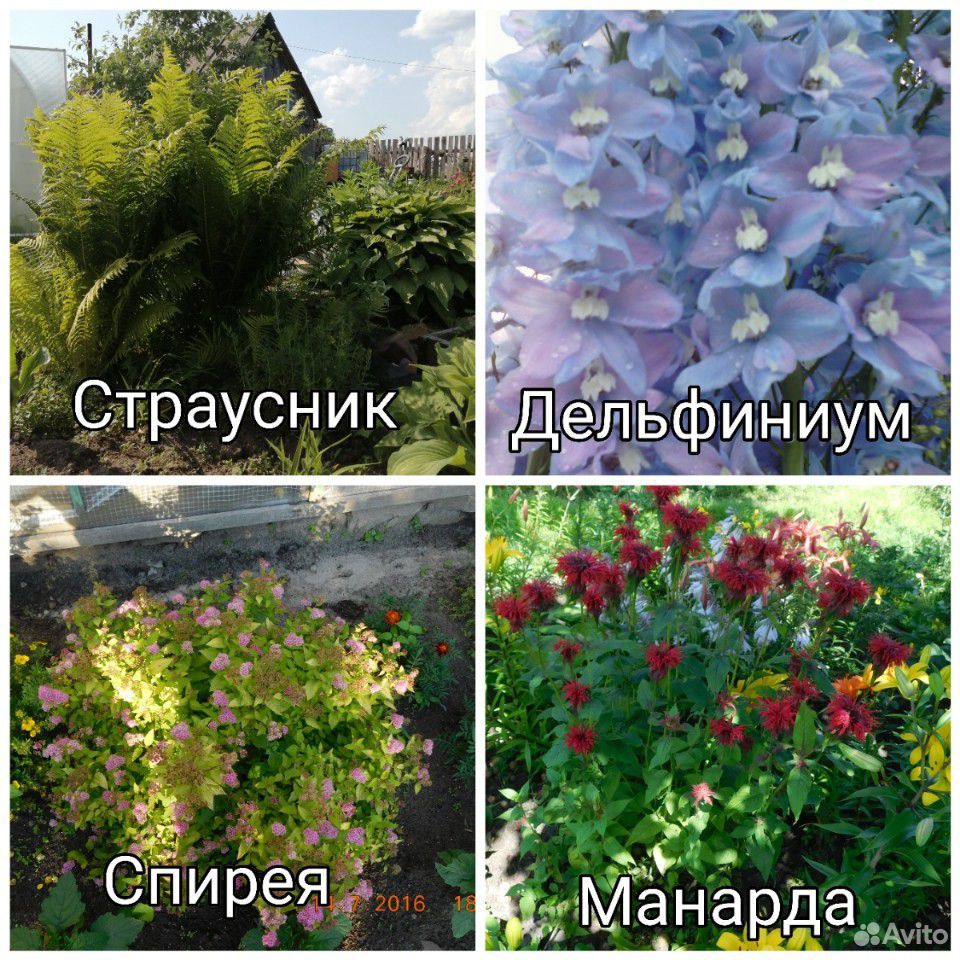 Цветы многолетние купить на Зозу.ру - фотография № 3