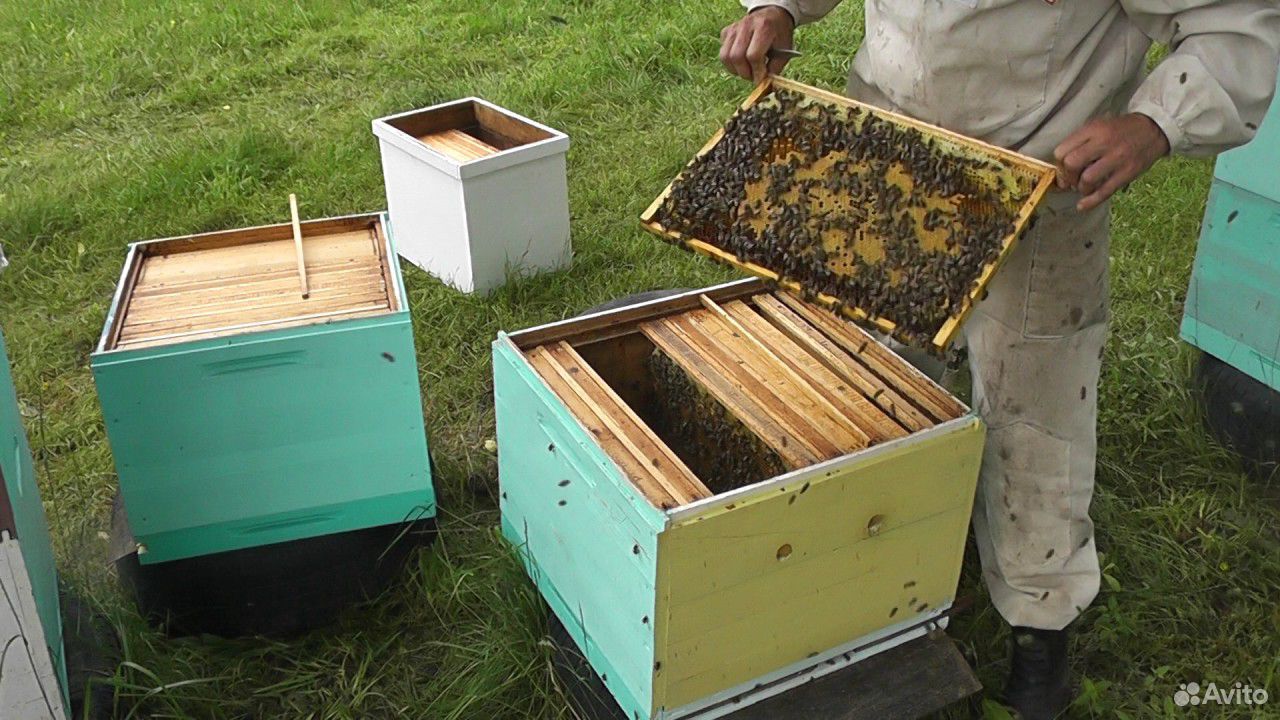 Пчёлы,отводки купить на Зозу.ру - фотография № 1