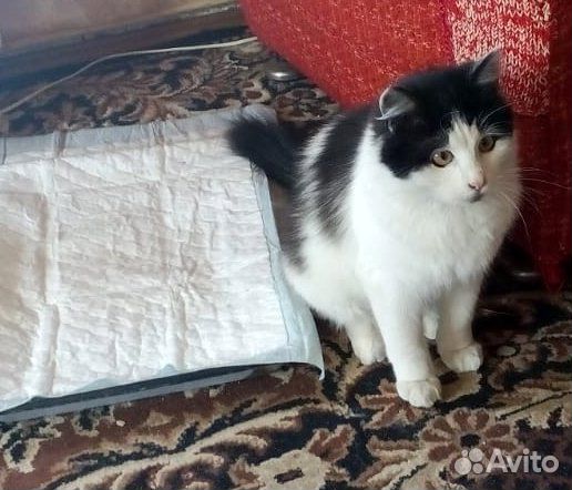 Пуаро,8 месяцев,оооочень ласковый котик купить на Зозу.ру - фотография № 1