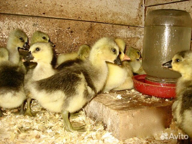 гусята холмогоры. гусята холмогорской породы. холмогорские гуси. гусята холмогоры. холмогорская порода гусей.