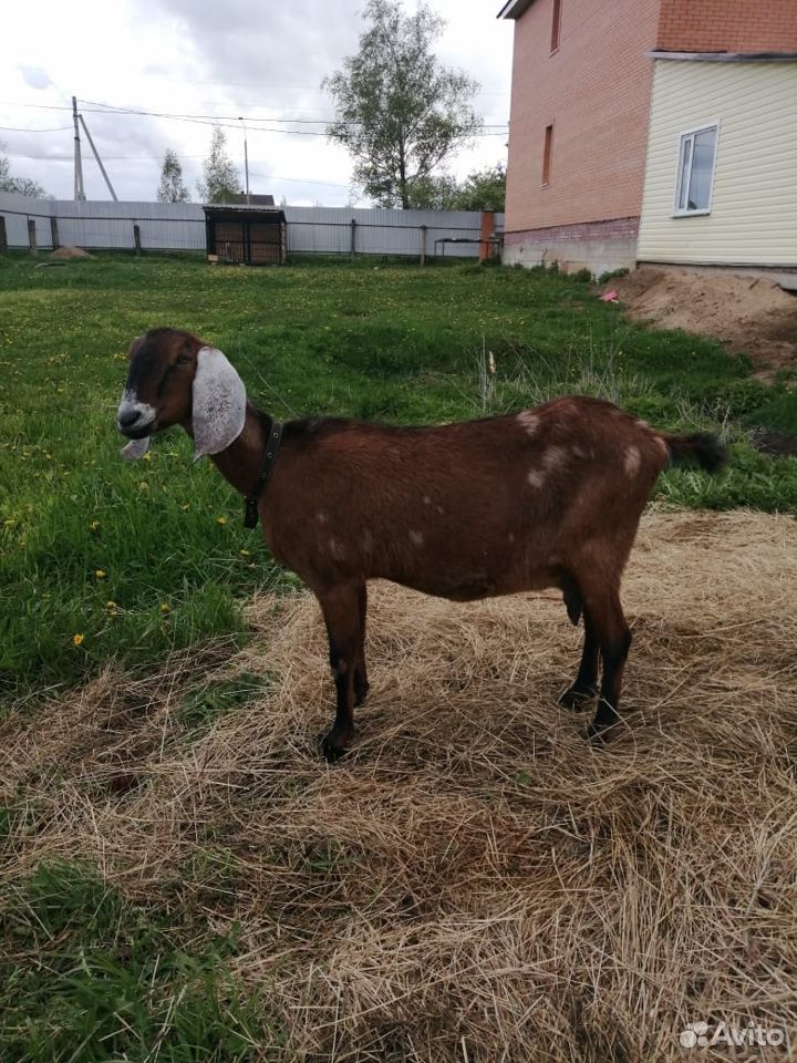Продаются чп нубийские козы купить на Зозу.ру - фотография № 2