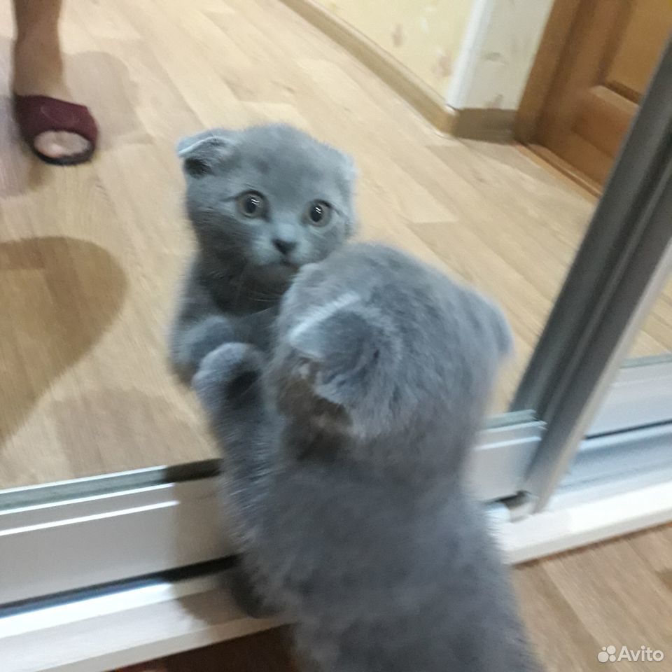 Продаются британские голубые котята купить на Зозу.ру - фотография № 2
