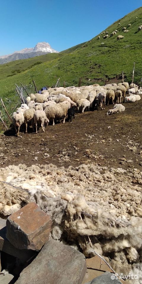 Овцы, порода меренос(митиц) купить на Зозу.ру - фотография № 1