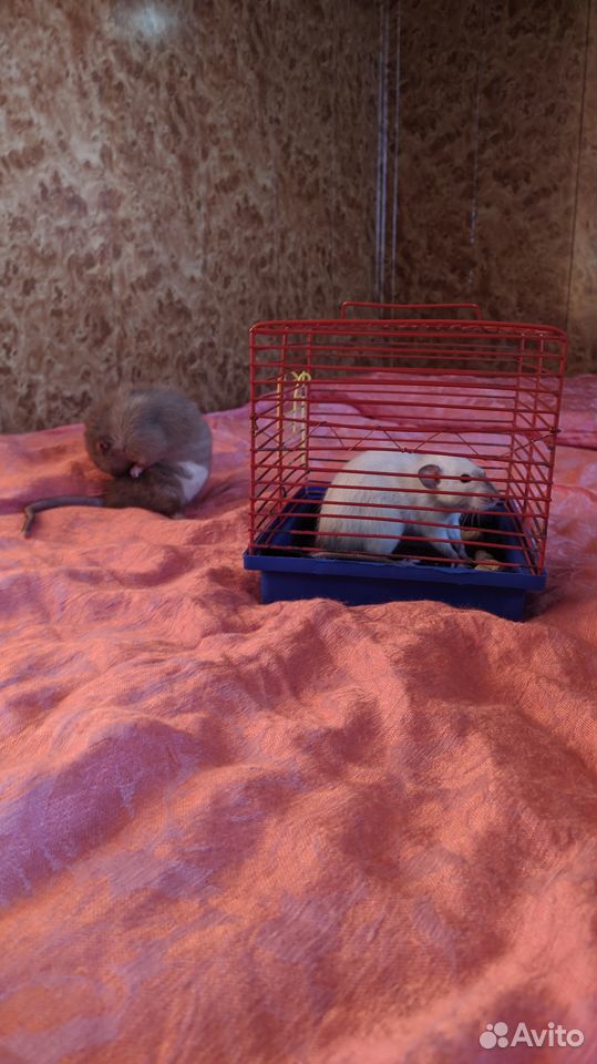 Породистые крысята Дамбо (сиамские) и Бурмиз купить на Зозу.ру - фотография № 6
