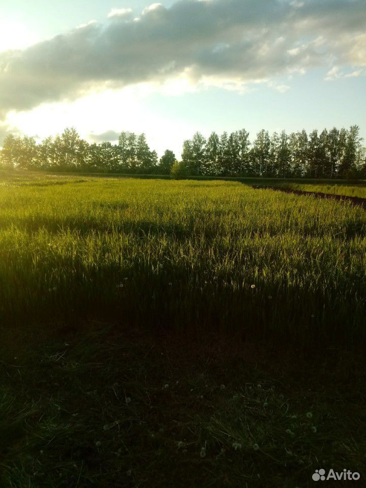 Многолетняя трава купить на Зозу.ру - фотография № 1