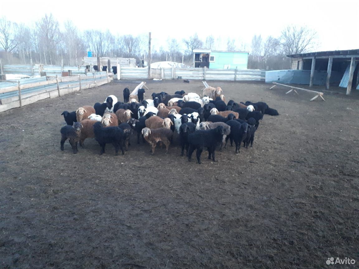 Барани Овцы купить на Зозу.ру - фотография № 1