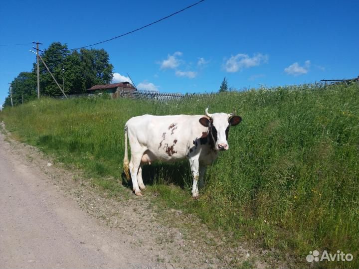 Корова белая с коричневыми пятнами.Третий отел купить на Зозу.ру - фотография № 1