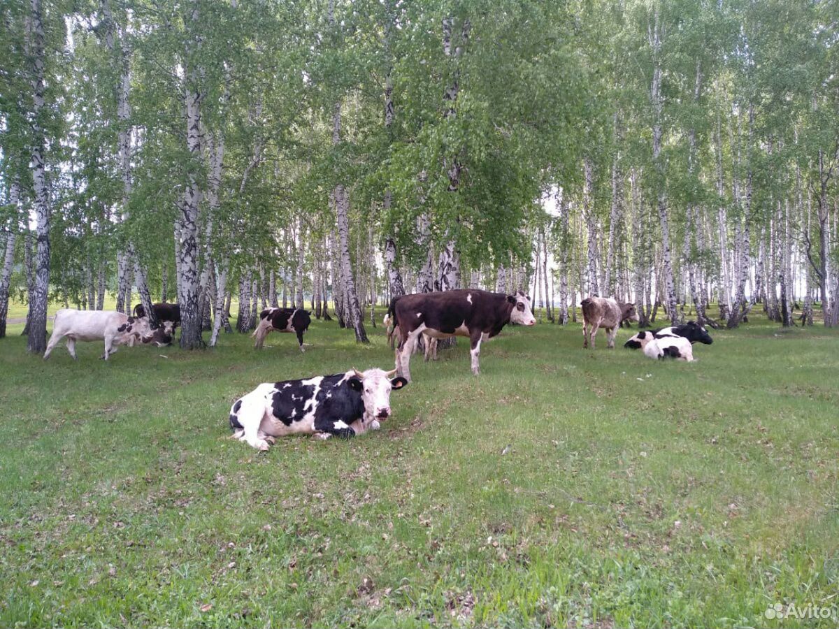 Продам 13 коров и 10 телят купить на Зозу.ру - фотография № 8