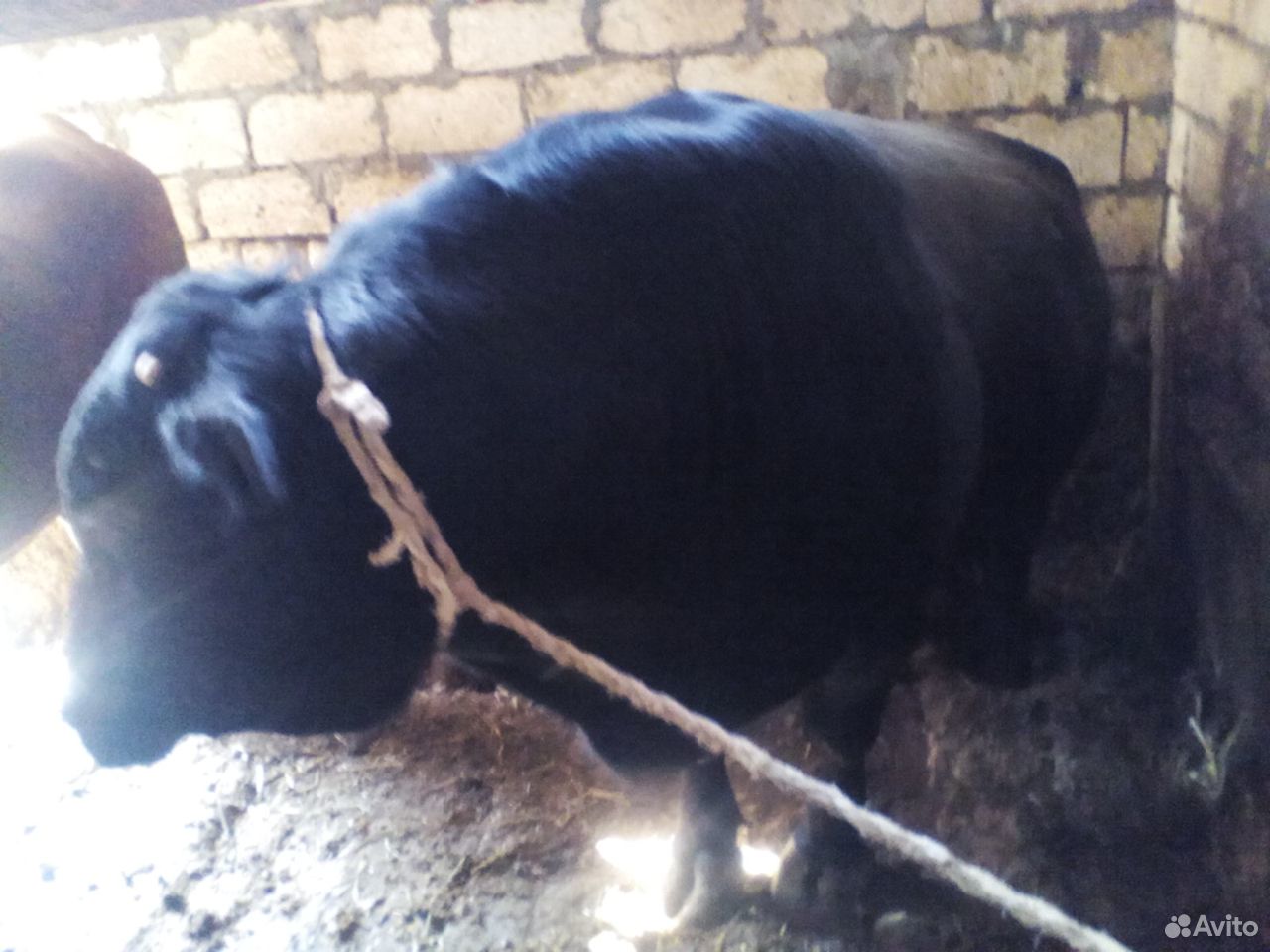 Продаются откормленные бычки весом от 250 до 450 купить на Зозу.ру - фотография № 4