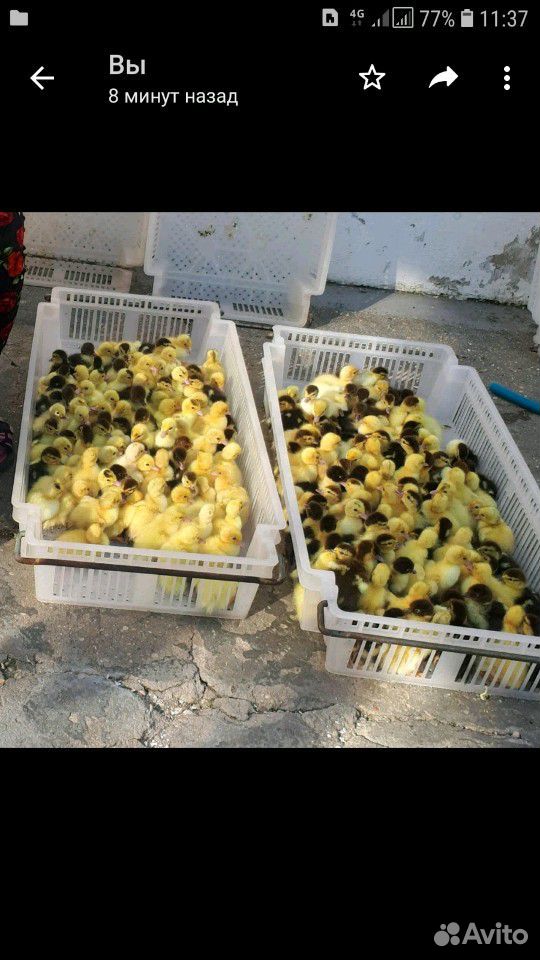 Утята цыплята индоутки (оп и в роз) купить на Зозу.ру - фотография № 1