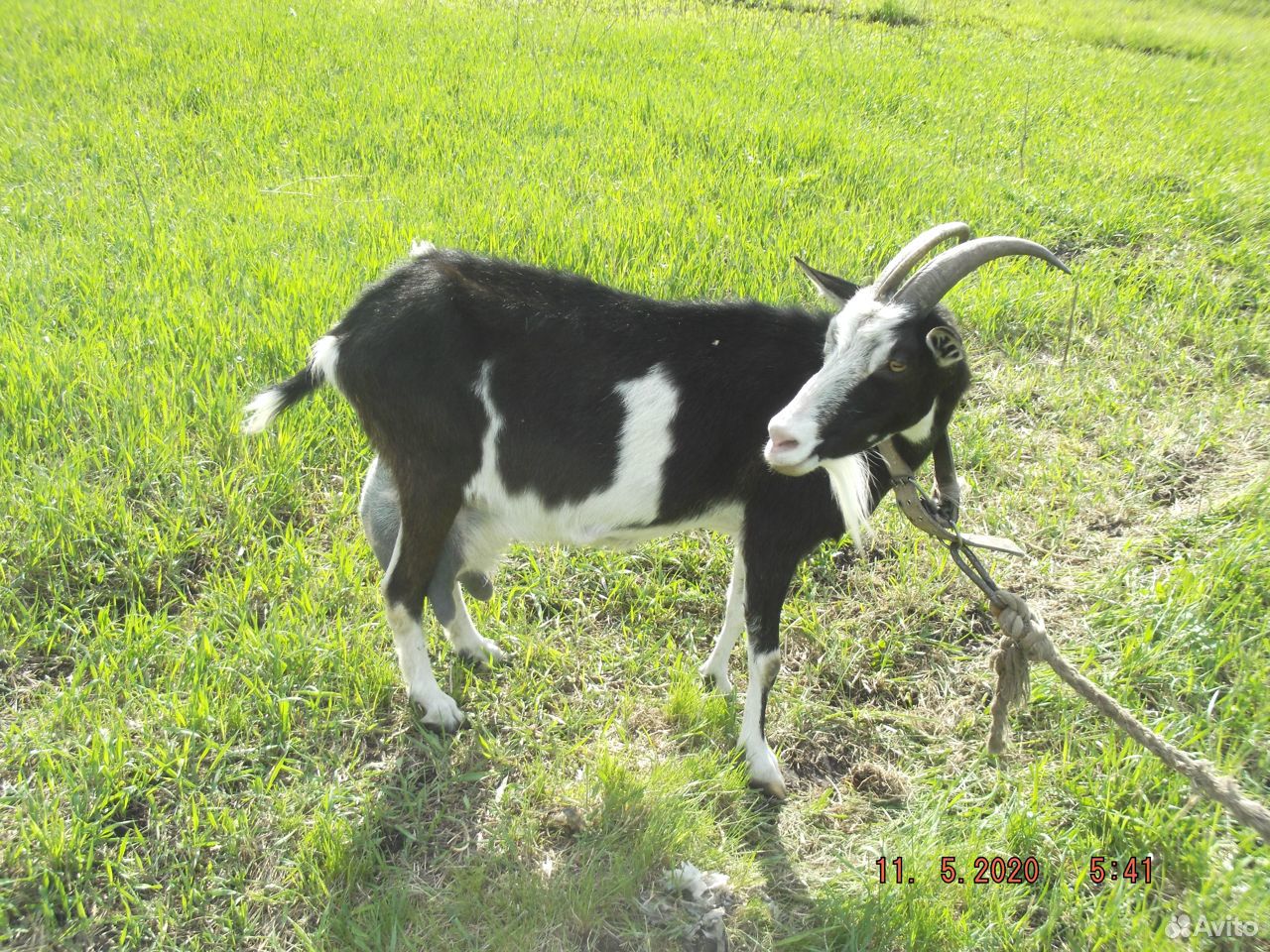 Продаётся крупная здоровая коза купить на Зозу.ру - фотография № 2