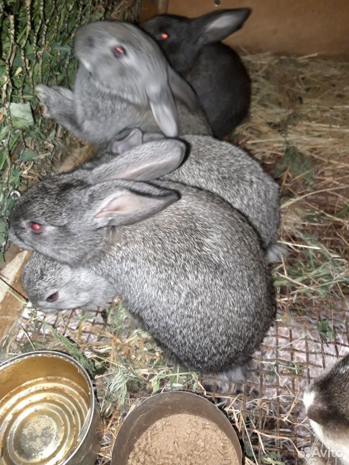Маленькие крольчата купить на Зозу.ру - фотография № 2