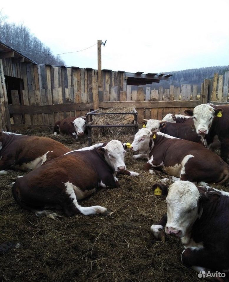 Бычки, телки, нетели, коровы купить на Зозу.ру - фотография № 2