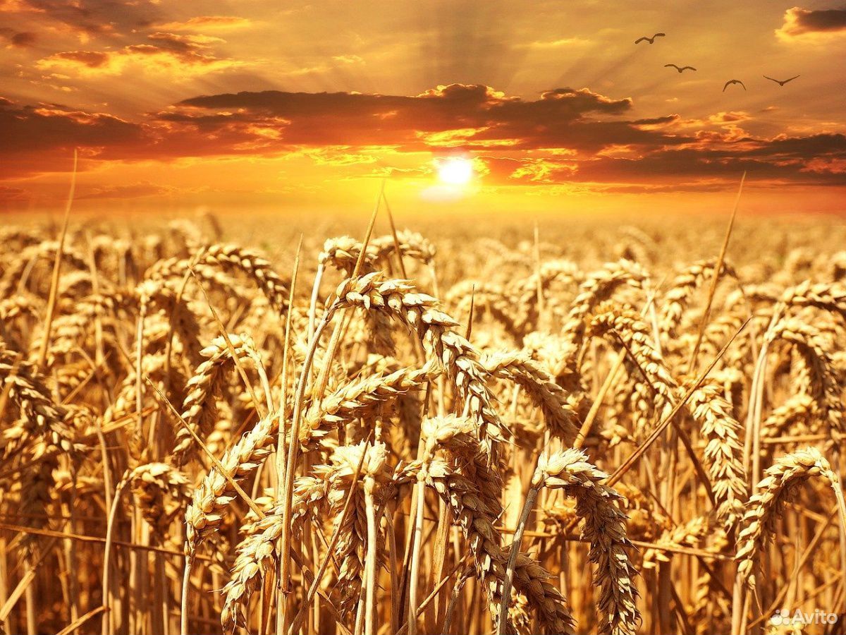 Продам озимую пшеницу и овес купить на Зозу.ру - фотография № 1